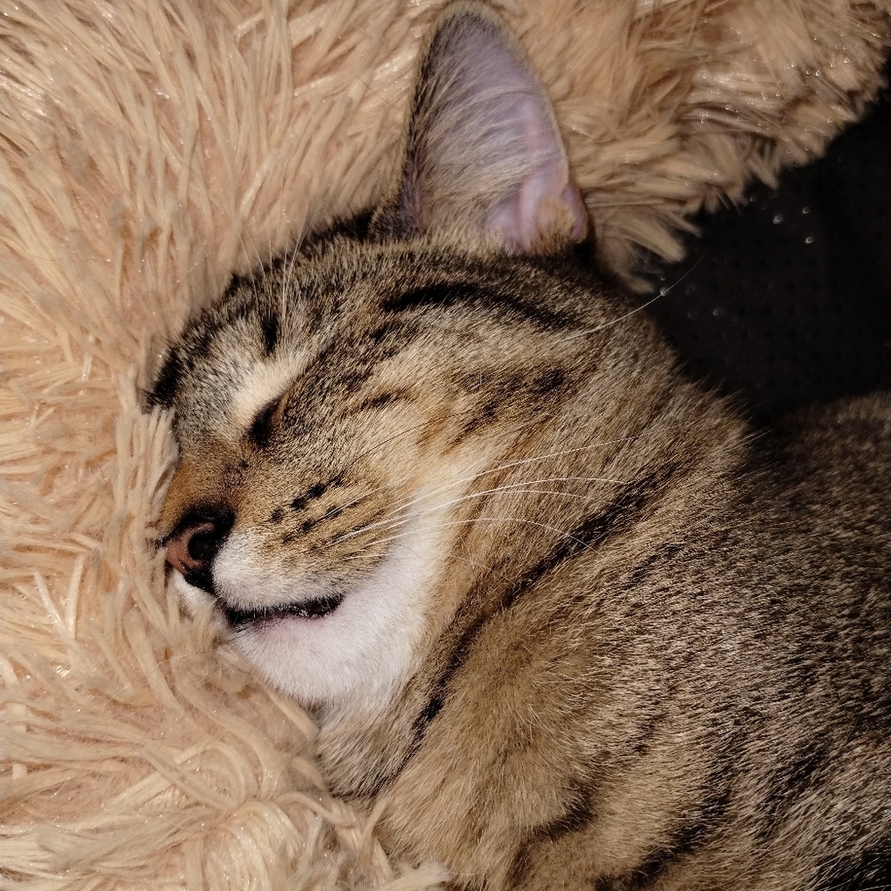 Meet your Posher, Mel B